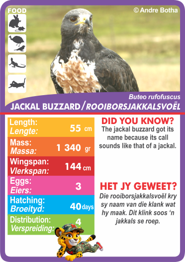 Collection of animal-themed cards with statistics.  Stat-it with Menzo wildlife card game. Safari kids bird education bird phonetics bird life Jackal buzzard