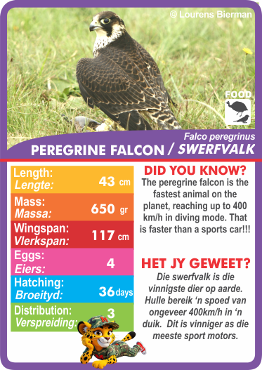 Collection of animal-themed cards with statistics.  Stat-it with Menzo wildlife card game. Safari kids bird education bird phonetics bird life peregrine falcon