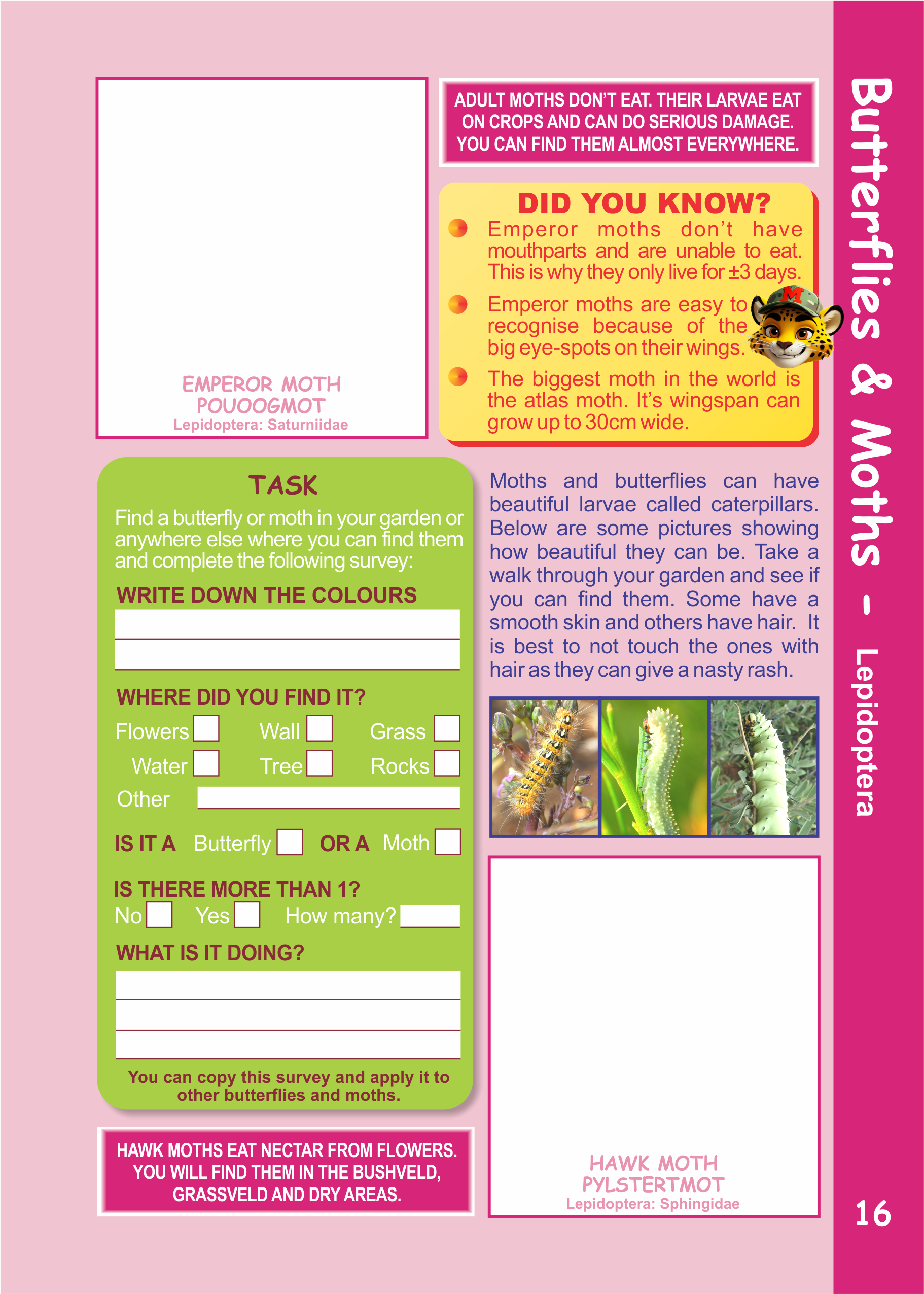 insect and spider sticker book which are the most dangerous spiders in South Africa best places to go camping with children