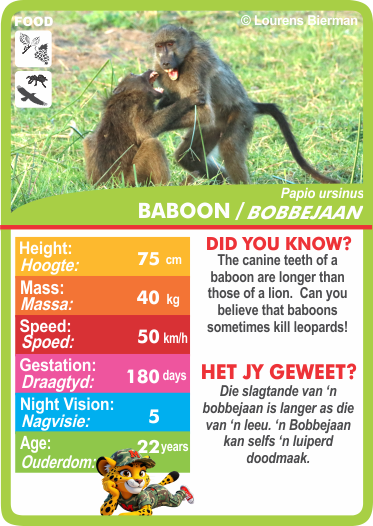 Collection of animal-themed cards with statistics.  Stat-it with Menzo wildlife card game. Safari kids wildlife education wildlife phonetics baboon