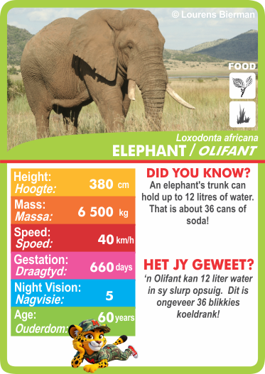 Collection of animal-themed cards with statistics.  Stat-it with Menzo wildlife card game. Safari kids wildlife education wildlife phonetics