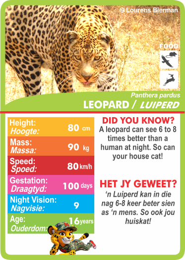Collection of animal-themed cards with statistics.  Stat-it with Menzo wildlife card game. Safari kids wildlife education wildlife phonetics leopard