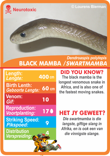 Collection of snake-themed cards with statistics.  Stat-it with Menzo snake card game. Safari kids snake education snake phonetics Black Mamba