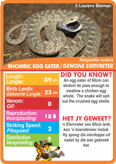 Collection of snake-themed cards with statistics.  Stat-it with Menzo snake card game. Safari kids snake education snake phonetics egg eater