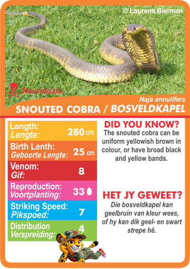 Collection of snake-themed cards with statistics.  Stat-it with Menzo snake card game. Safari kids snake education snake phonetics cobra
