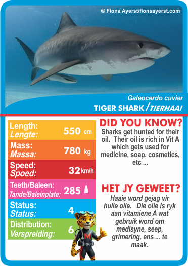 Collection of Sea Life-themed cards with statistics.  Stat-it with Menzo sea life card game. Safari kids sea life education sea life shark phonetics