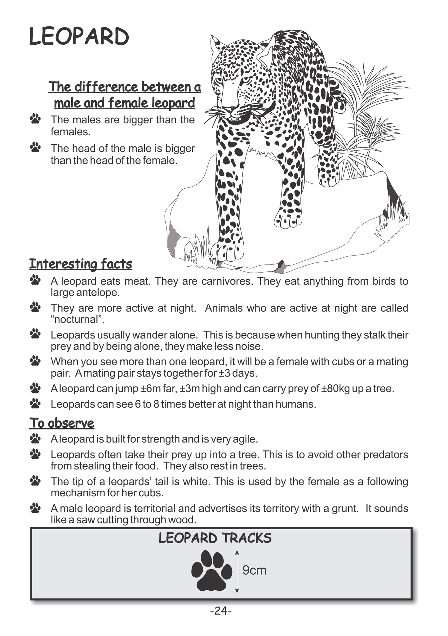 Menzo interactive safari book.  educational wildlife book for children. kids safari.  ideal for child friendly safari lodges leopard