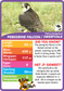 Collection of animal-themed cards with statistics.  Stat-it with Menzo wildlife card game. Safari kids bird education bird phonetics bird life peregrine falcon