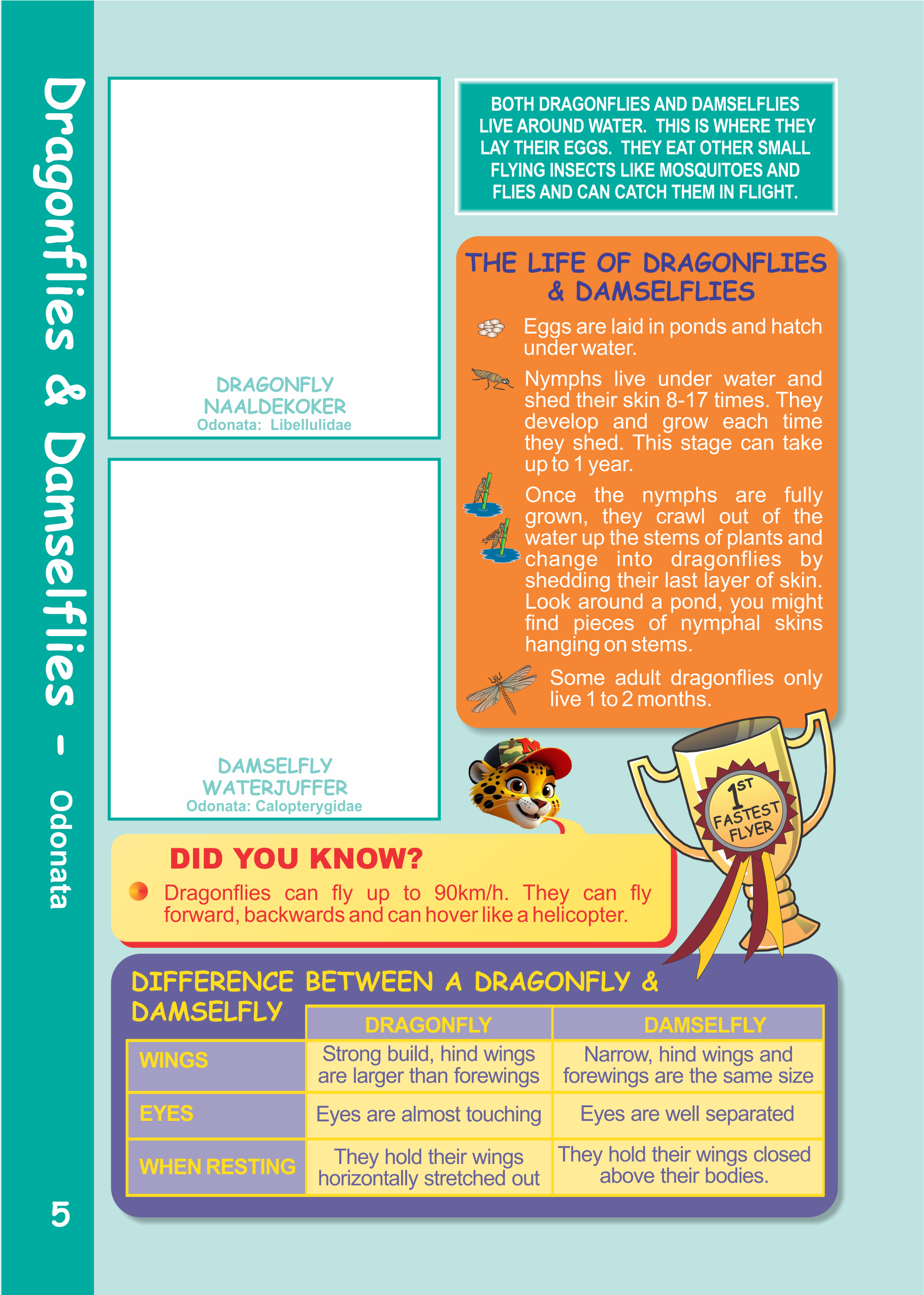 insect and spider sticker book which are the most dangerous spiders in South Africa best places to go camping with children