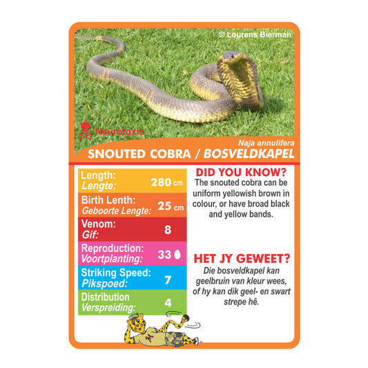 Most dangerous snakes in South Africa snake playing cards family fun