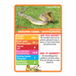 MENZO - Stat-it with Menzo Wildlife Card Series - (BULK box of 30 units)