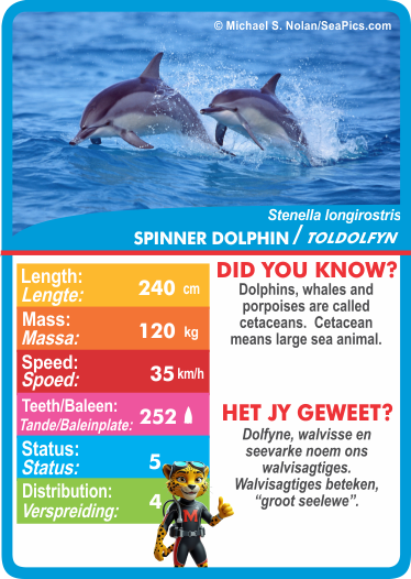 Collection of Sea Life-themed cards with statistics.  Stat-it with Menzo sea life card game. Safari kids sea life education sea life ocean phonetics dolphin lovers