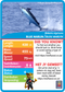 Collection of Sea Life-themed cards with statistics.  Stat-it with Menzo sea life card game. Safari kids sea life education sea life ocean phonetics fisherman