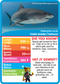 Collection of Sea Life-themed cards with statistics.  Stat-it with Menzo sea life card game. Safari kids sea life education sea life shark phonetics 
